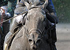 Dunkirk Works at Palm Meadows