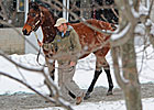 Keeneland January Gross Surpasses 2010 Total Keeneland January Gross Surpasses 2010 Total