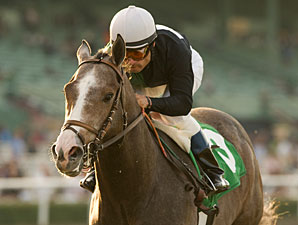 The Pamplemousse On Outside in SA Derby The Pamplemousse On Outside in SA Derby