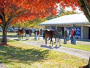 Robust Market Expected at Keeneland Nov. Sale Robust Market Expected at Keeneland Nov. Sale
