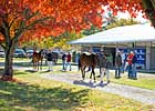 Robust Market Expected at Keeneland Nov. Sale