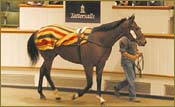 Danehill Colt Sets European Breeze-Up Record At Tattersalls Danehill Colt Sets European Breeze-Up Record At Tattersalls