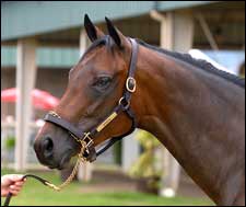 Jump Start Filly Kicks Off OBSC Sale Jump Start Filly Kicks Off OBSC Sale