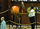 Mizzen Mast Offspring Shine at Solid OBS Sale Mizzen Mast Offspring Shine at Solid OBS Sale
