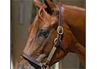 Record Median Set at OBS Yearling Select Session; Gross, Average Down