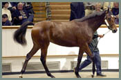 Sadler's Wells Filly Shatters European Record At Tattersalls; Houghton Sale Gets Off To Solid Start Sadler's Wells Filly Shatters European Record At Tattersalls; Houghton Sale Gets Off To Solid Start