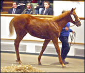 Live Oak Buys Giant's Causeway Filly for Record Price Live Oak Buys Giant's Causeway Filly for Record Price