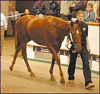 Significant Upswing for Tattersalls Houghton Sale Significant Upswing for Tattersalls Houghton Sale