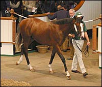 Kingmambo Colt Tops Opening Session of Tattersalls Sale Kingmambo Colt Tops Opening Session of Tattersalls Sale