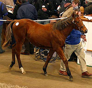 Tattersalls Dec. Foal Sale Day 3 Tattersalls Dec. Foal Sale Day 3