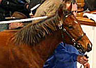 Tattersalls Dec. Foal Sale Day 3