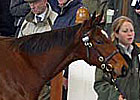 Tattersalls Dec. Foal Sale Day Four