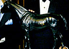 Sealy Hill Canada's Top Horse
