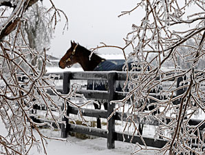 USDA Cannot Aid Farms Damaged by Ice Storm USDA Cannot Aid Farms Damaged by Ice Storm