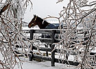 USDA Cannot Aid Farms Damaged by Ice Storm USDA Cannot Aid Farms Damaged by Ice Storm