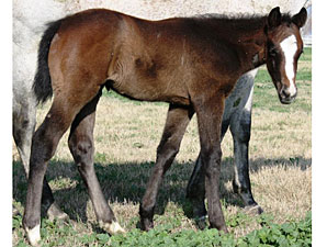 First Foal by Bedford Falls Is a Colt First Foal by Bedford Falls Is a Colt
