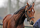 Slideshow: New Sires of 2011 Slideshow: New Sires of 2011