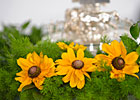 Slideshow: Preakness Week 2011