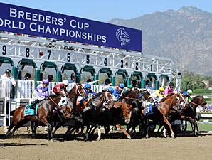 $144.3 Million Wagered on Breeders' Cup Races