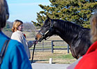 2012 Stallion Showcase 2012 Stallion Showcase