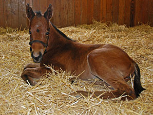 Birth Announcement: Filly for Pure Clan Birth Announcement: Filly for Pure Clan