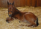 Birth Announcement: Filly for Pure Clan