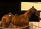 2013 Cape Premier Yearling Sales Review 2013 Cape Premier Yearling Sales Review