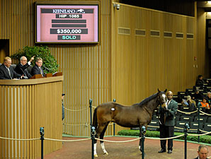 Medaglia d'Oro Colt Fetches $350,000 Medaglia d'Oro Colt Fetches $350,000