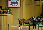 Medaglia d'Oro Colt Fetches $350,000
