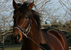 Leading Freshman Sire of 2014: Quality Road Leading Freshman Sire of 2014: Quality Road