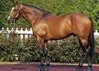 2014 Stallion Showcase