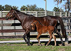 First Foal Reported for Spendthrift's Liaison First Foal Reported for Spendthrift's Liaison