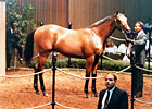 30 Years in 30 Days: Winners by Auction Price 30 Years in 30 Days: Winners by Auction Price