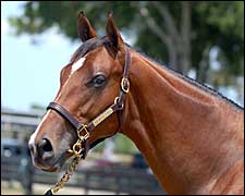 Macho Uno Colt Brings $150,000 at OBS Yearling Auction Macho Uno Colt Brings $150,000 at OBS Yearling Auction