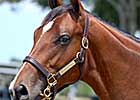 Macho Uno Colt Brings $150,000 at OBS Yearling Auction