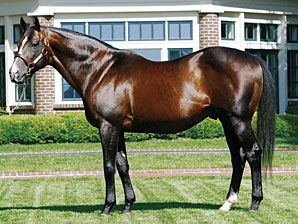 A.P. Indy Leading Covering Sire A.P. Indy Leading Covering Sire