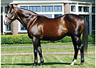 A.P. Indy Leading Covering Sire A.P. Indy Leading Covering Sire