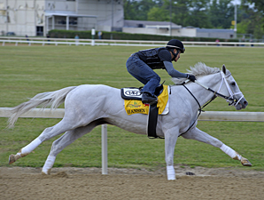 Hansen Works Easy 5 Furlongs in Company Hansen Works Easy 5 Furlongs in Company