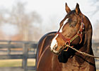 Pedigree Analysis: Dreaming of A.P. Indy Pedigree Analysis: Dreaming of A.P. Indy