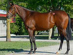 Last A.P. Indys on Offer at September Sale Last A.P. Indys on Offer at September Sale