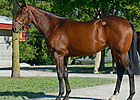 Last A.P. Indys on Offer at September Sale Last A.P. Indys on Offer at September Sale