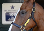 A.P. Indy's Last Yearling Crop