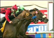 A.P. Warrior Wakes Up in La Jolla Turf Win A.P. Warrior Wakes Up in La Jolla Turf Win