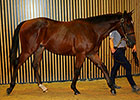 Pour Moi Colt Tops Yearling Action at Arqana Pour Moi Colt Tops Yearling Action at Arqana