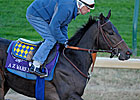 Strong Bernardini Contingent in Breeders' Cup Strong Bernardini Contingent in Breeders' Cup