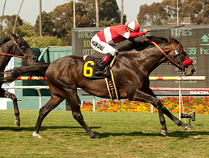No Rust for Acclamation in Whittingham Return No Rust for Acclamation in Whittingham Return