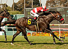 No Rust for Acclamation in Whittingham Return No Rust for Acclamation in Whittingham Return