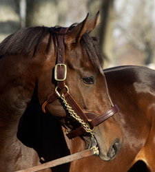 Action This Day to Indiana Stallion Station Action This Day to Indiana Stallion Station