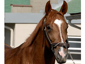 Foaling Dates of Derby Contenders Foaling Dates of Derby Contenders