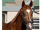 Foaling Dates of Derby Contenders